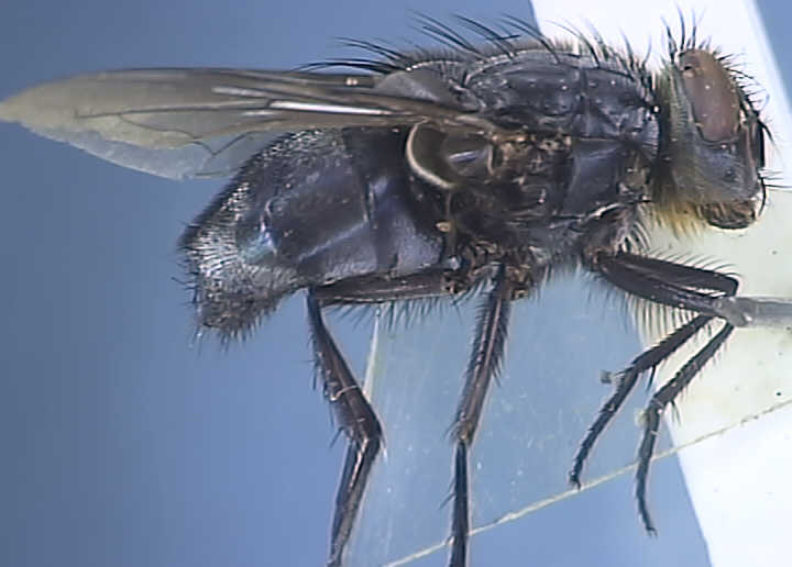 Calliphora vomitoria